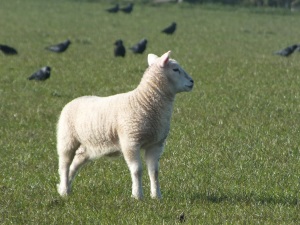 During the Spring see our Lambs enjoying gamboling in the fields in Treginnis, St Davids. Pembrokeshire